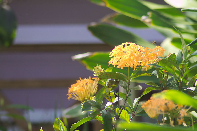 Terrasse extérieure
